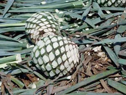 Agave Plant