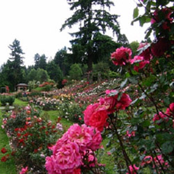 Rose Garden