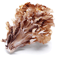 Maitake Mushroom