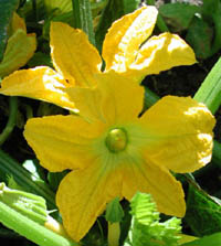 squash flower