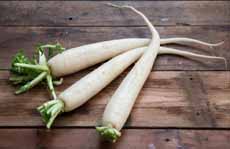 Daikon Radish Daikon Radish
