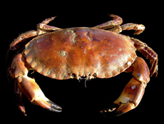 Edible Crab