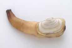 Geoduck Geoduck