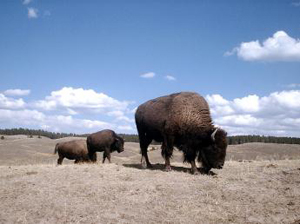 Bison