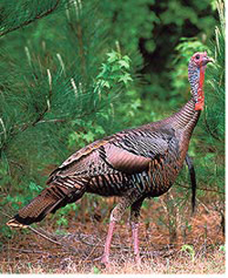 Eastern Wild Turkey