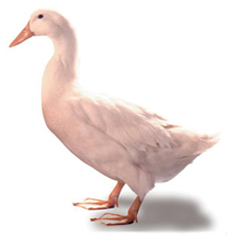 Pekin duck