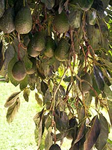 Hass Avocado Tree