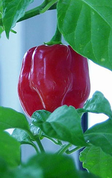 Savina Habanero Chile