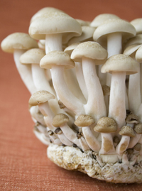 Brown Beech Mushrooms