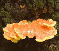 Chicken Of The Woods Mushroom