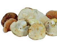 Hedgehog Mushroom