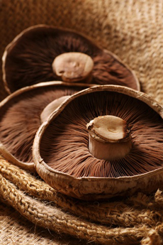 Portabella Mushroom