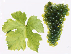 Gruner Veltliner Grape
