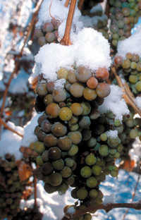 Frozen Grapes