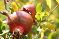 pomegranate