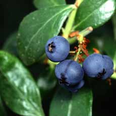 Blueberries