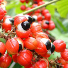 Guarana