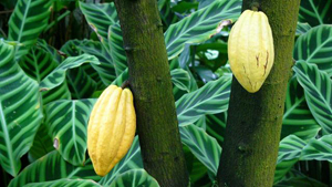 Cacao Tree