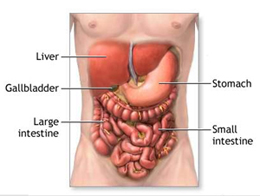 Digestion