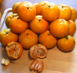 Satsuma Oranges