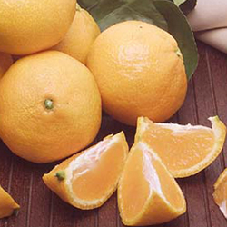Satsuma Tangerine