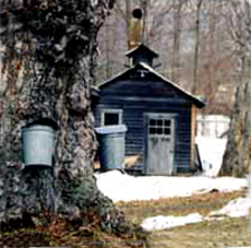 Sugar Shack