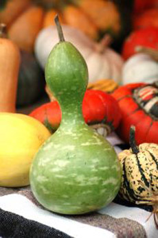 Calabash gourd