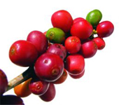 Ripe Coffee Berries