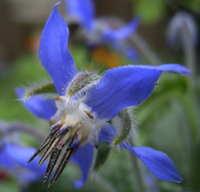 borage flower