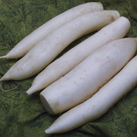 daikon