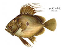 john dory