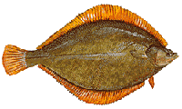 flounder