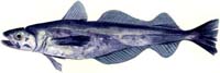 pacific whiting