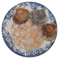 Raw Bay Scallops