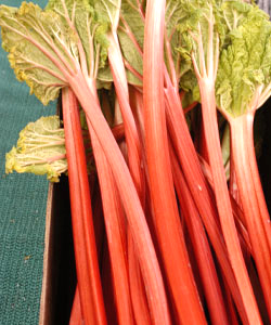 Rhubarb