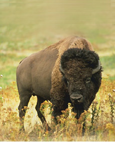 American Bison