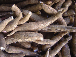 Cassava