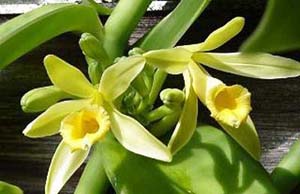 Vanilla planifolia orchid