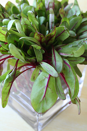 Baby Beet Tops