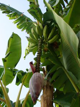 Banana Flower