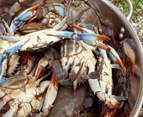 Blue Crabs