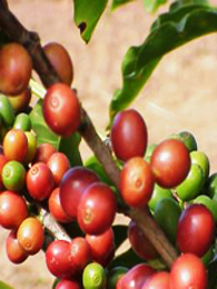 Coffee Cherries