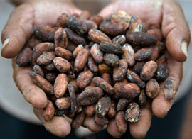 Cacao Beans