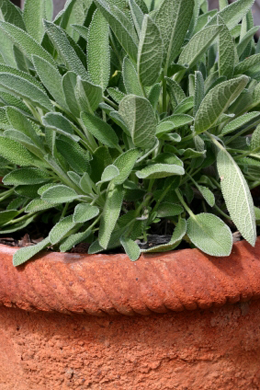 Sage Plant