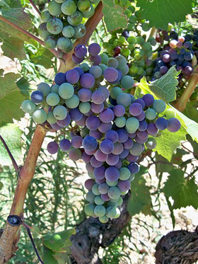 Grape Cluster