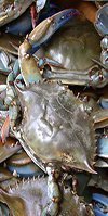 Blue Crab