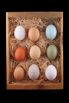 Chicken Egg Identification Chart