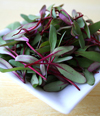 Beet Microgreens