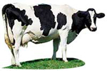 Dairy cow