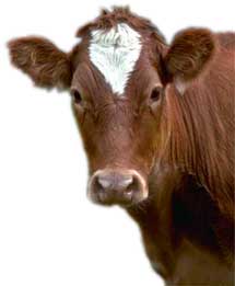 Cow